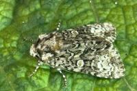 Craniophora ligustri
