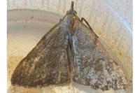 Pechipogo strigilata