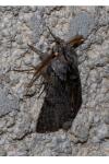 Dicranura ulmi