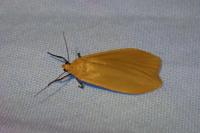 Wittia sororcula