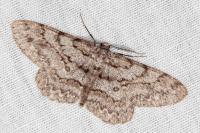 Hypomecis punctinalis