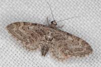 Eupithecia nanata