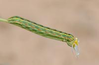Xylena exsoleta