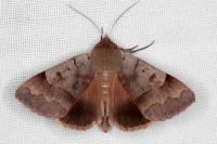 Minucia lunaris