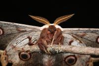 Saturnia pyri