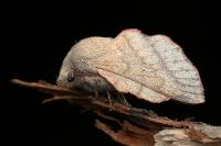 Phyllodesma suberifolia