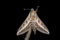 Hyles livornica