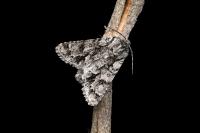Acronicta auricoma