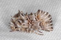 Cleonymia baetica baetica