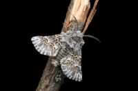 Cleonymia baetica baetica