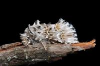 Cleonymia baetica baetica