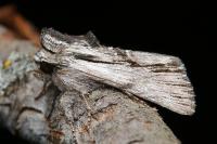 Calophasia platyptera