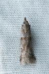 Acrobasis obliqua