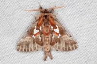 Spatalia argentina