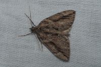 Thera cupressata