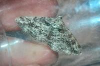 Cleora cinctaria