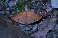 Watsonalla binaria