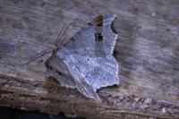 Macaria alternata