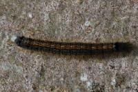 Malacosoma neustria