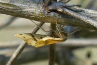 Aspitates ochrearia