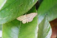 Idaea seriata