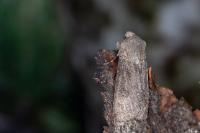 Agrotis segetum