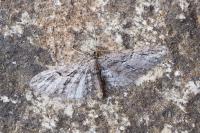Eupithecia oxycedrata