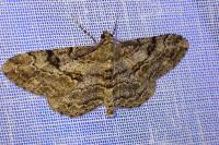 Peribatodes rhomboidaria rhomboidaria