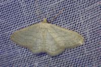 Idaea subsericeata