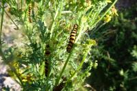 Tyria jacobaeae