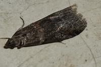 Acrobasis obliqua