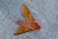 Deilephila porcellus