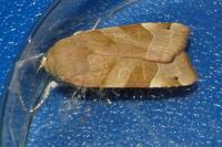Noctua fimbriata