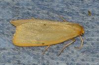 Cybosia mesomella