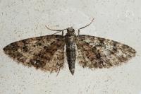 Eupithecia cocciferata
