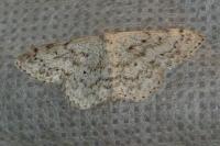 Scopula marginepunctata