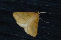 Aspitates ochrearia