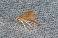 Mecyna asinalis