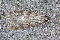 Scoparia