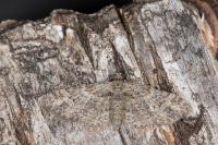 Gymnoscelis rufifasciata