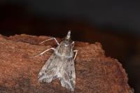 Eudonia angustea