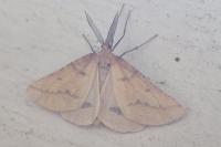 Aspitates ochrearia