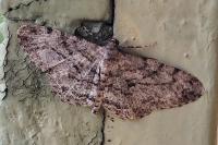 Peribatodes rhomboidaria rhomboidaria