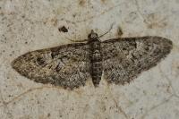 Eupithecia
