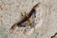 Idaea filicata