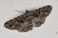 Peribatodes ilicaria ilicaria