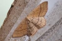 Cyclophora linearia
