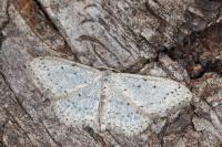 Idaea seriata