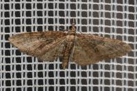 Eupithecia abbreviata