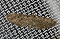 Eupithecia abbreviata